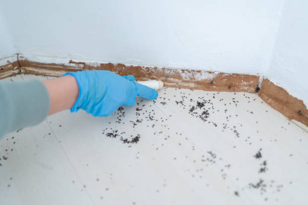 Best Flea Control Services  in Indian River Estates, FL