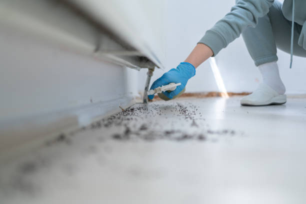 Best Rat Extermination Near Me  in Indian River Estates, FL